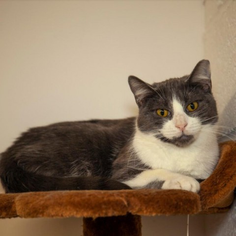 Adoption Twinkle