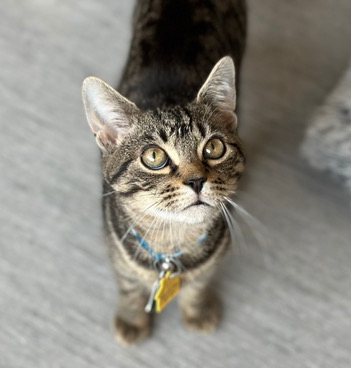 Adoption Shakespaw