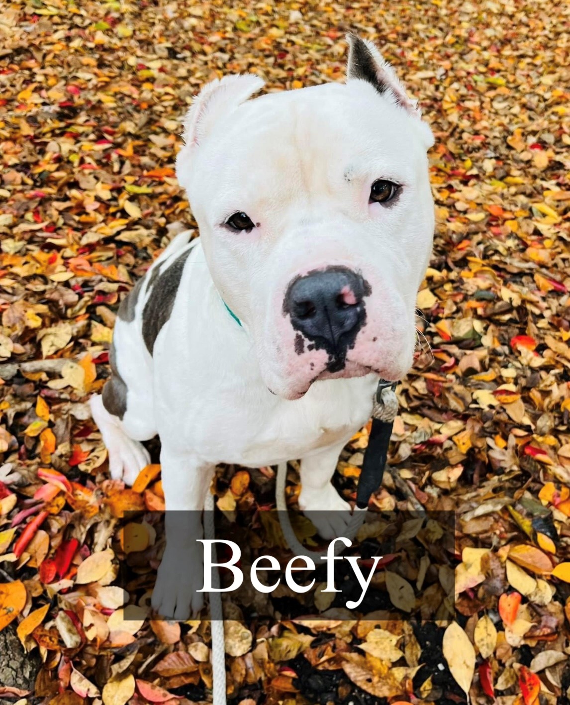 Adoption Beefy