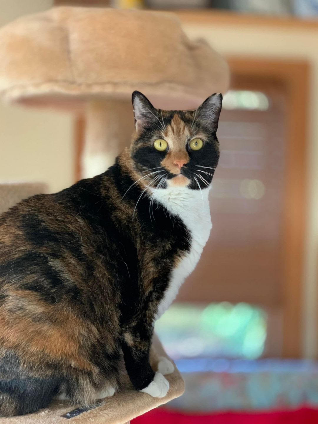 Adoption Bianca