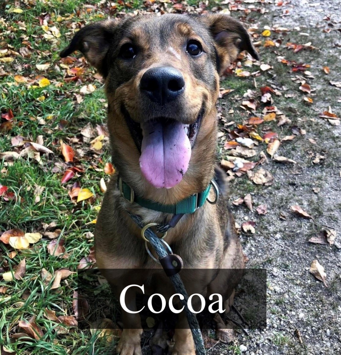 Adoption Cocoa