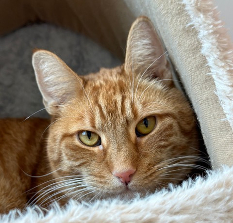 Adoption Jack