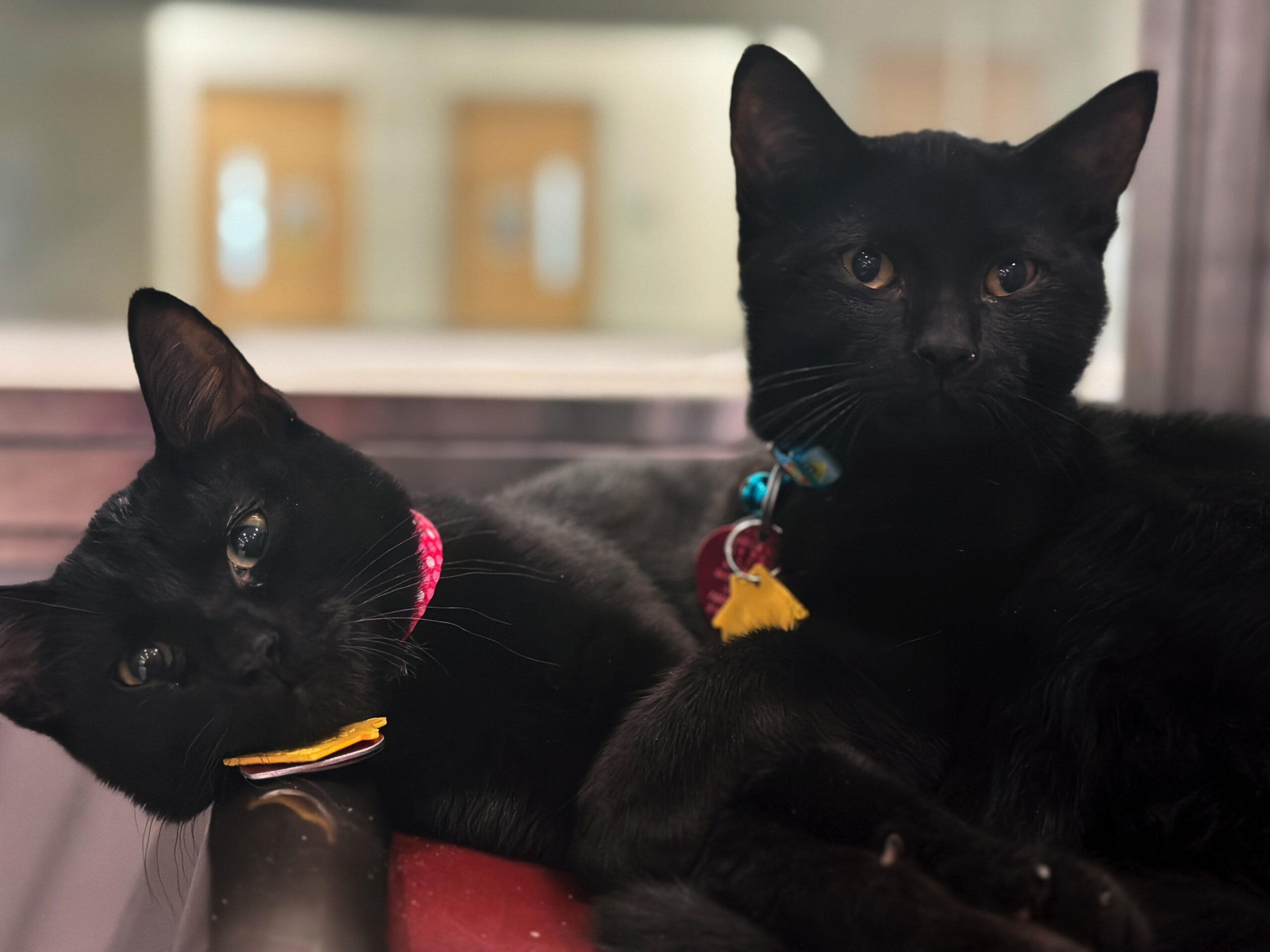 Adoption Rockland