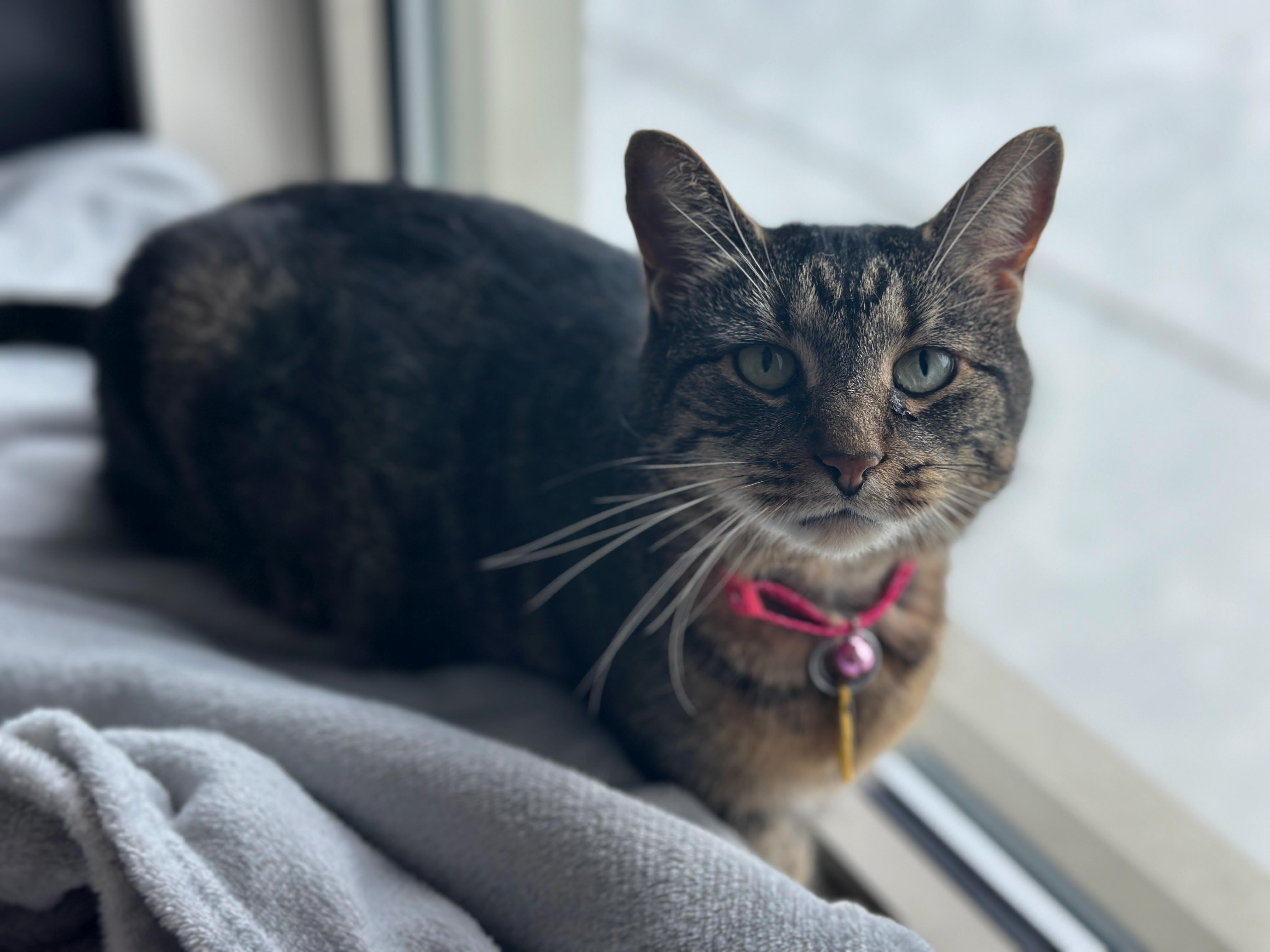 Get A Pet For Spring Break! Animals For Adoption On Long Island