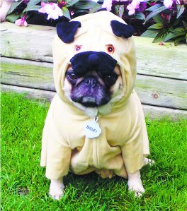 barkfest___a