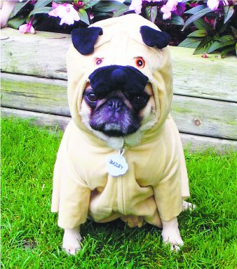 barkfest___a