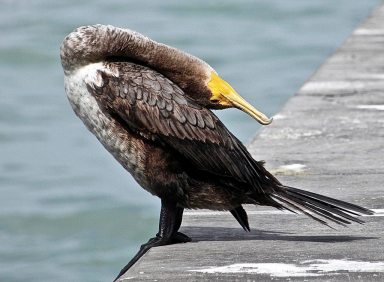 BirdColumn 041316B 1024x754 1
