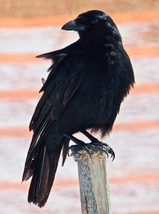 A fish crow is striking in black. (Photos by Michael Givant)