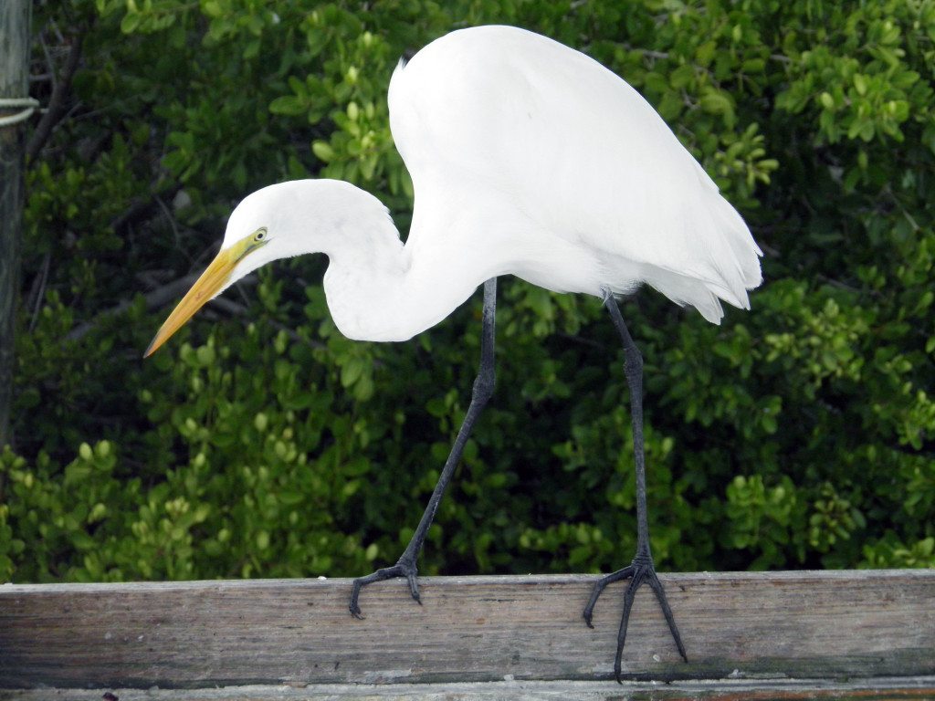 BirdColumn_042716B