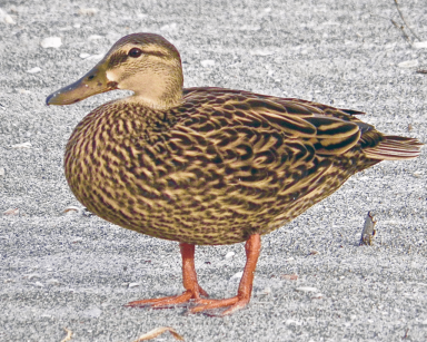 BirdColumn_051816A