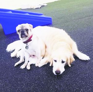 DogAndPooch 033018F 1024x1020 1