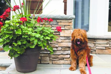 Dogs_41217A