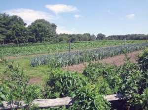 Farm_072215D