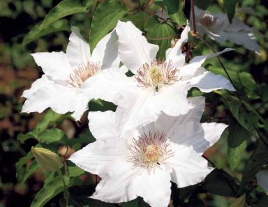 Gardening_Aug_A