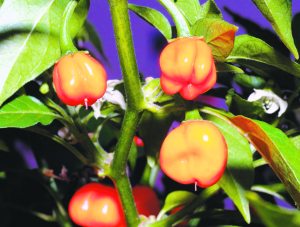 Gardening_July_C