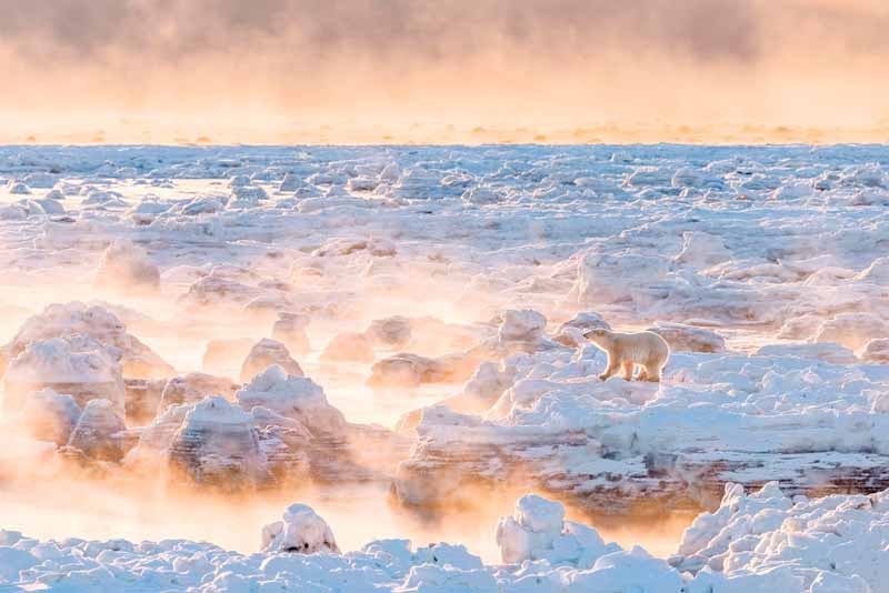 Gulbransen’s winning photo of a polar bear on Hudson Bay.