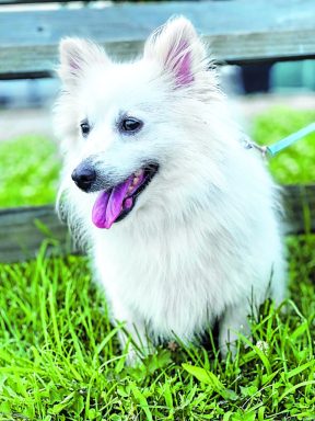 TOB_animalshelter_091422_A