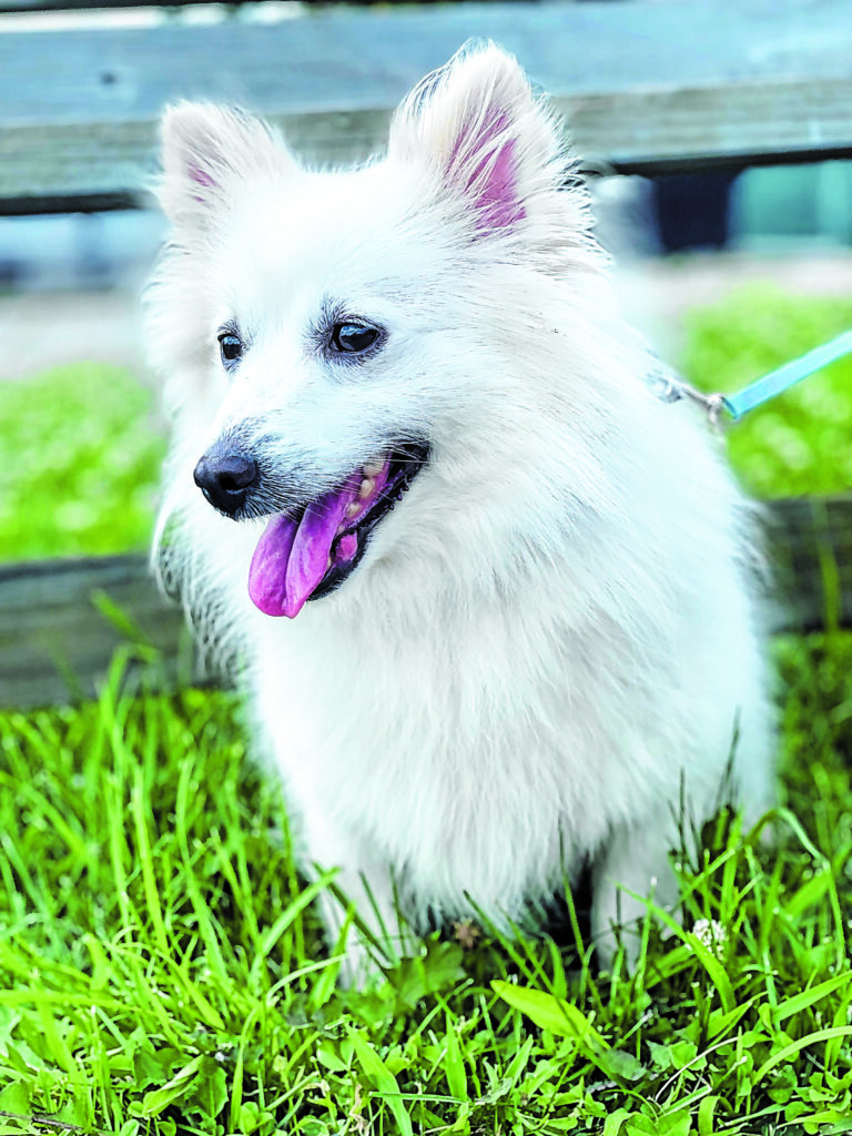 TOB_animalshelter_091422_A