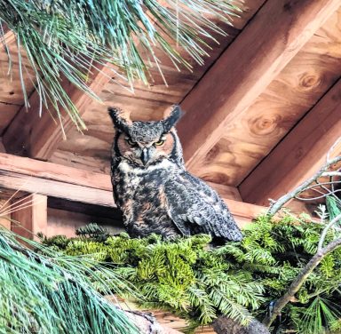 Wildlife_A