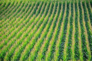 cornfield-902877_640