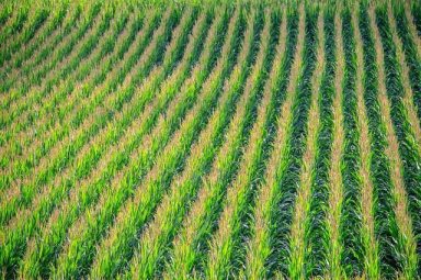 cornfield-902877_640