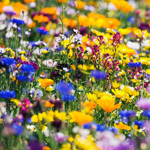 flowers