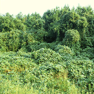 invasive