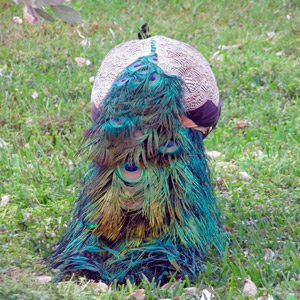 peacock