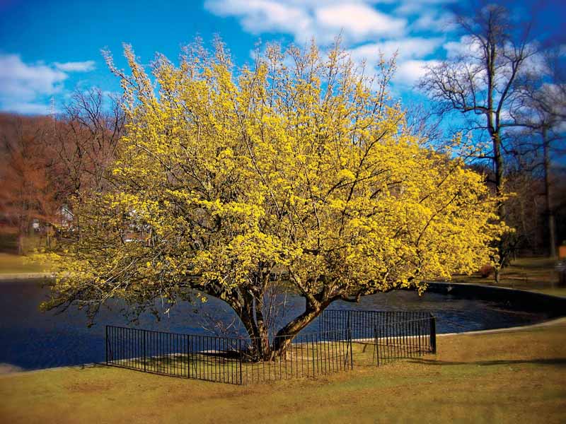 01 Xiomaro Tree Spring Gerry Park Roslyn