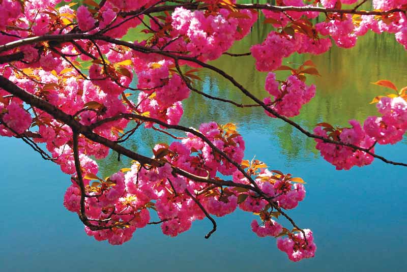 10 Xiomaro Pink Blossoms Spring Gerry Park Roslyn