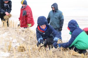 660 Dune Grass 20153