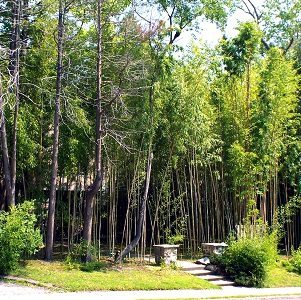 Bamboo_080114A
