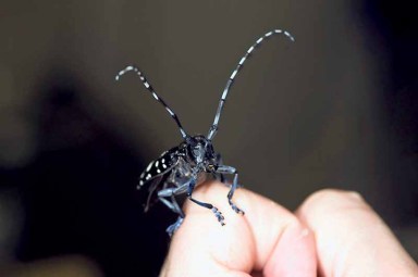 BeetleAlert_072016_pic