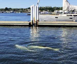 Beluga_060315C