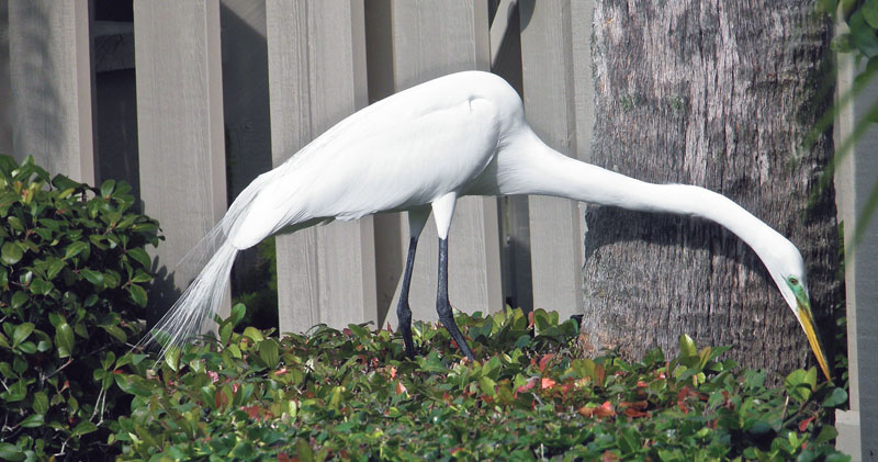 BirdColumn 010318B