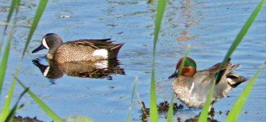 BirdColumn 020117Ab