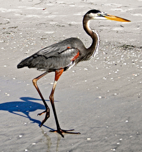 A great blue heron saunters up the shore. (Photos by Michael Givant)