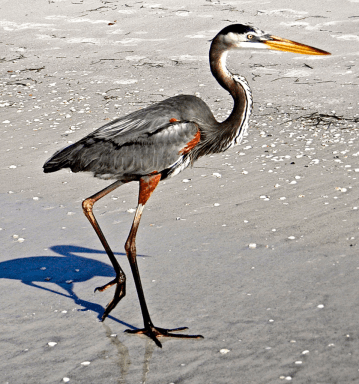 BirdColumn_060116A