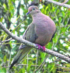 A mourning dove plays it cool in a tree. (Photos by Michael Givant)