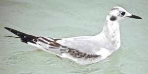 Bonaparte’s gulls distinguish themselves from Florida’s usual suspects.