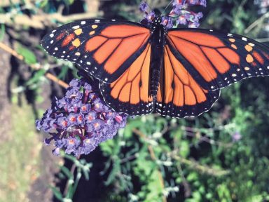 ButterflySidebarH