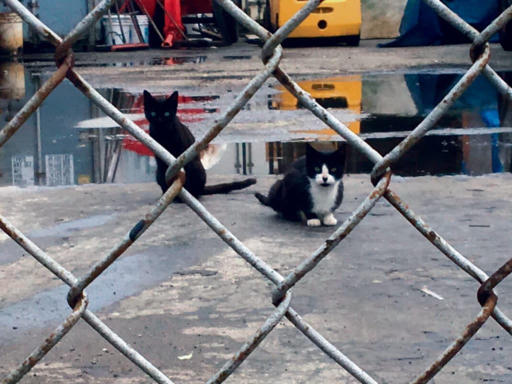 Cats_A