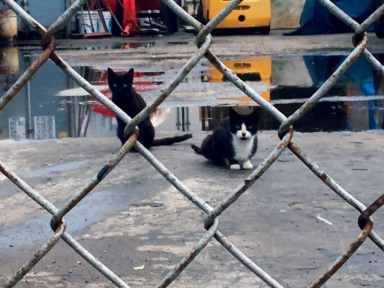 Cats_A