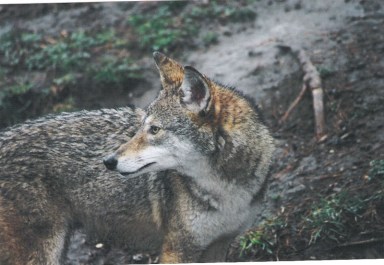 Coyote B