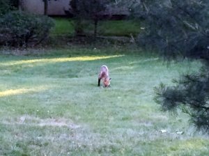CoyoteAgain_060315A