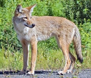Coyote_051315A