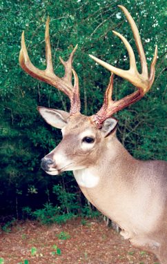 Hunter – Sportsman