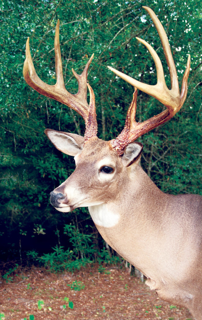 Hunter – Sportsman
