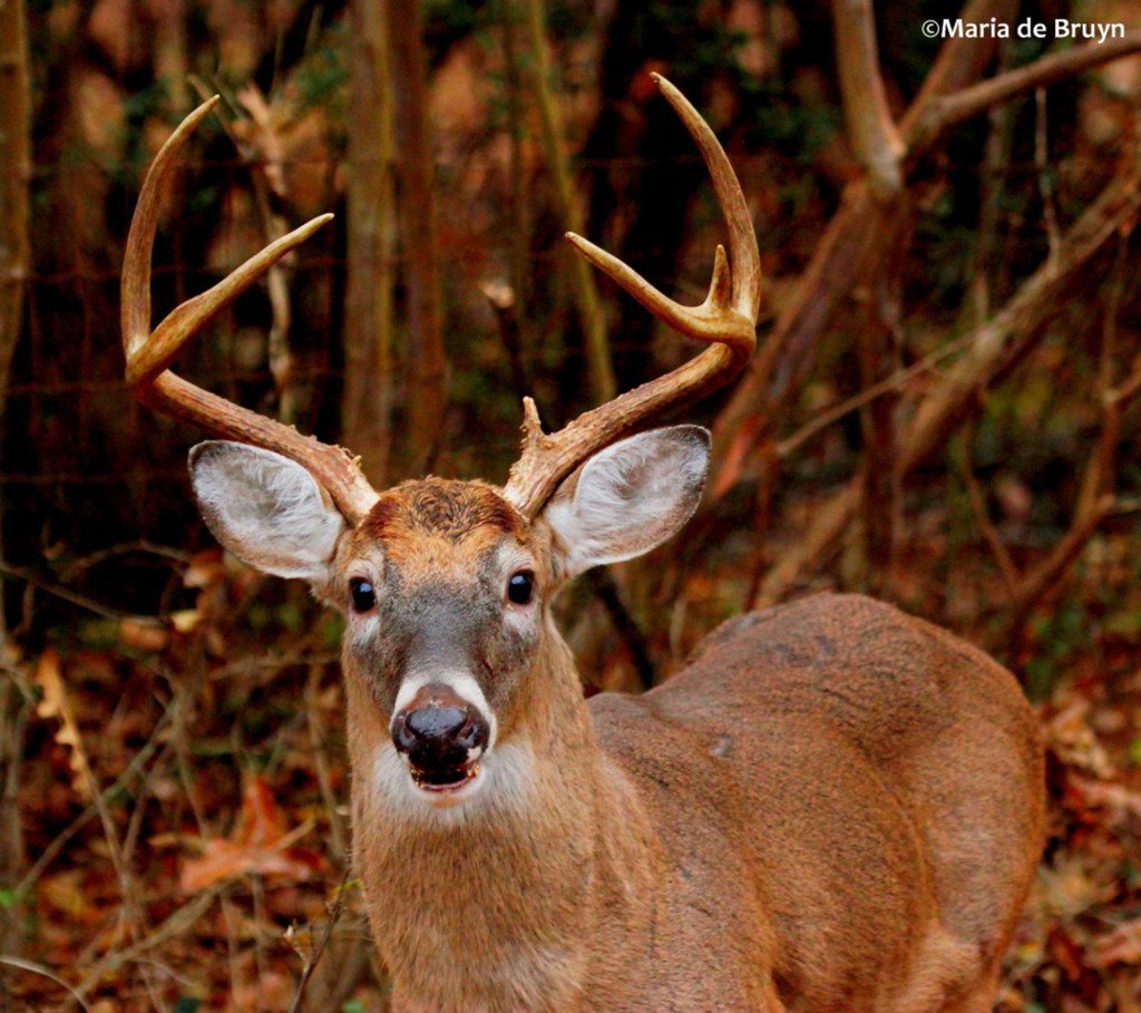 Deer_111115A