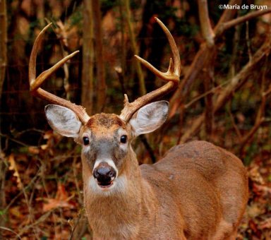 Deer_111115A